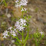 Stenaria nigricans Flower