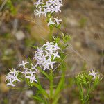 Stenaria nigricans Floro