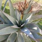 Aloe ferox Folha