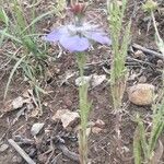 Nigella hispanica Habitat