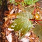 Acer rubrumLeaf