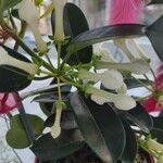 Stephanotis floribunda Kwiat