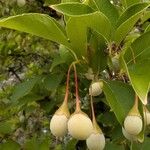 Styrax japonicus Plod