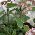 Iberis carnosa Hoja