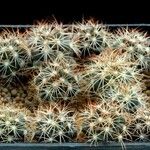 Coryphantha pycnacantha Hábito