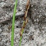 Carex praecox Blodyn