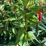 Fuchsia regia Leaf