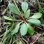 Taraxacum obovatum 葉