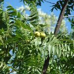 Juglans californica Fuelha