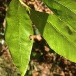 Solanum bahamense 葉