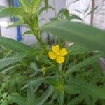 Ludwigia octovalvis Листок