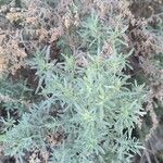 Artemisia thuscula Leaf