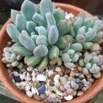 Sedum pachyphyllum পাতা