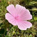 Malva hispanica Flor