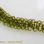 Elodea nuttallii Hoja