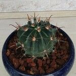 Ferocactus emoryi樹皮