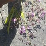 Philenoptera violacea Flor