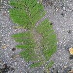 Jacaranda mimosifolia 叶