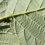 Rubus nemorosus Leaf