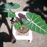 Alocasia micholitziana Leaf