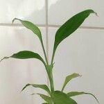 Dracaena brauniiLeaf