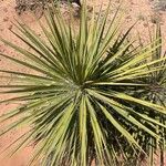 Yucca angustissima Leaf