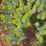 Euphorbia pithyusa Leaf