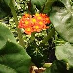 Jatropha podagrica Агульны выгляд