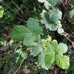 Rubus creticus पत्ता