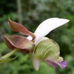 Eulophia horsfallii Flower