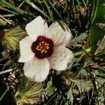 Hibiscus trionum Çiçek