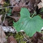 Ranunculus cassubicus Frunză