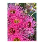 Corymbia ficifoliaFlower