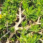Felicia fruticosa Corteza