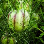 Nigella damascena Fruit