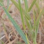 Dichanthium annulatum Blatt