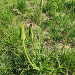 Podospermum laciniatum Цвят