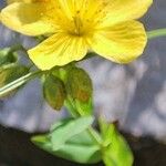 Hypericum richeri Flower