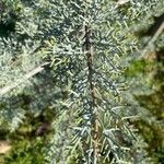 Cupressus arizonica Листок