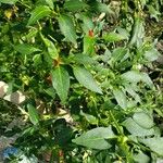 Capsicum frutescens Liść