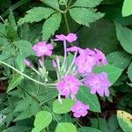 Phlox carolina Flower