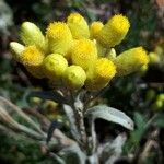 Helichrysum orientale Cvet