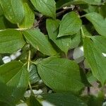 Philadelphus lewisii Leaf