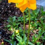 Trollius chinensis फूल