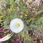 Calystegia macrostegia Õis