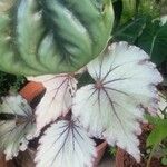 Begonia heracleifolia 叶