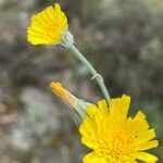 Andryala ragusina Kwiat