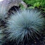 Festuca glauca Feuille