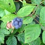 Rubus caesius Blatt