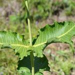 Asclepias amplexicaulis Leaf